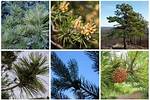 Can Pine Trees Live in Hot Weather?