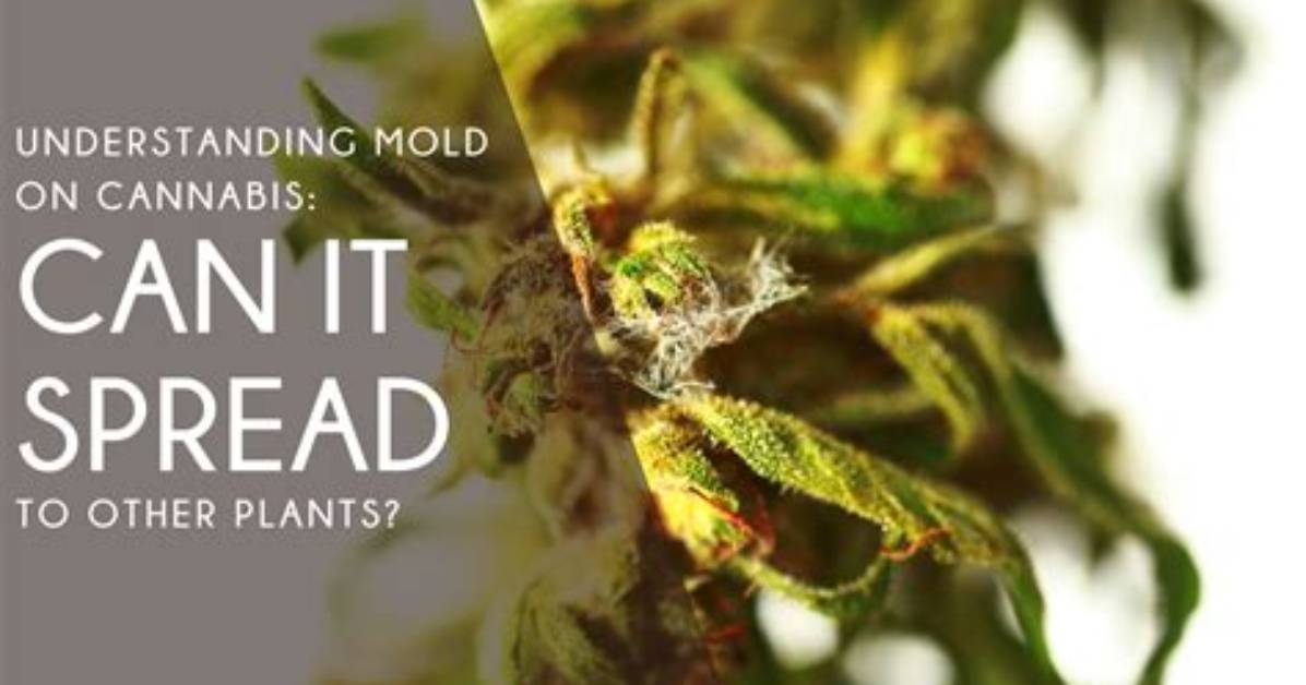 Can Plant Fungus Spread to Other Plants?