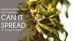 Can Plant Fungus Spread to Other Plants?