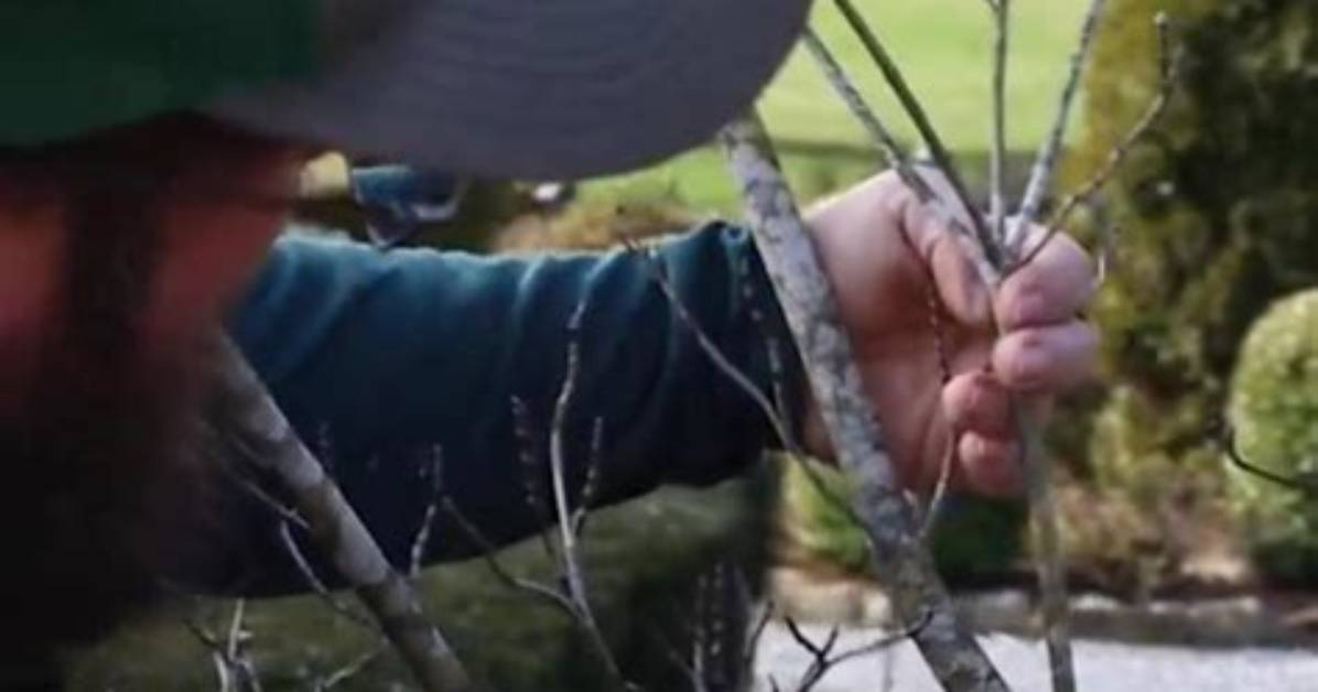 Can Pruning Help a Dying Tree?