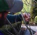 Can Pruning Help a Dying Tree?