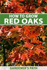 Can Red Oak Trees Grow in Colorado?