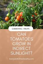 Can Tomatoes Grow in Morning Sun?