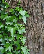 Can Trees Recover from Ivy?