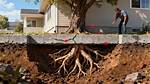 Can Trees Recover from Root Damage?