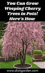 Can Weeping Cherry Trees Grow in Ohio?