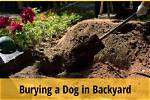 Can You Bury a Large Dog in Your Garden?
