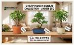 Can You Buy an Indoor Bonsai Tree Online?