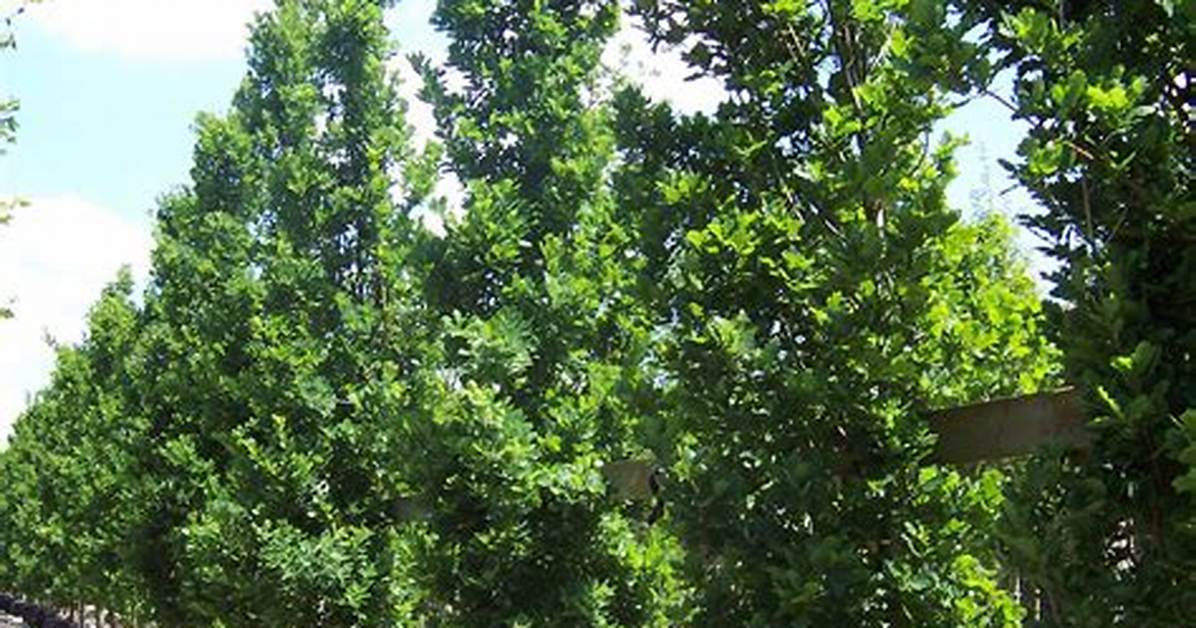 Can You Buy Fully Grown Oak Trees?