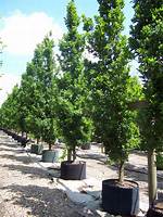 Can You Buy Fully Grown Oak Trees?