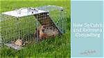 Can You Catch a Groundhog in a Live Trap?
