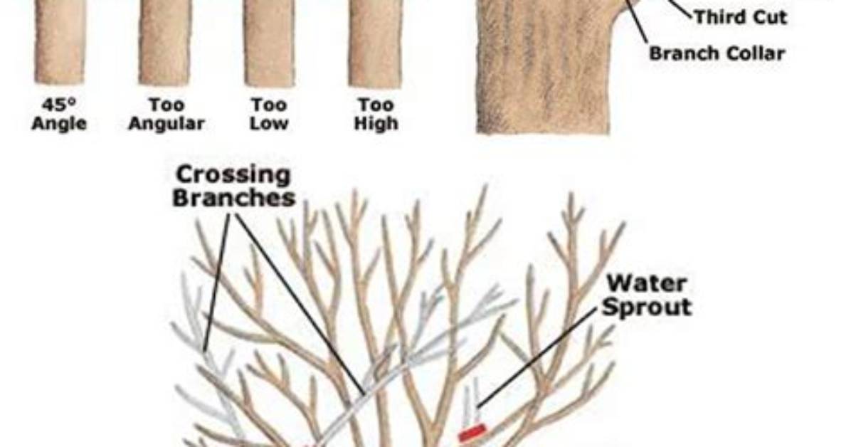 Can You Cut an Oak Tree in Half?