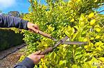 Can You Cut Lemon Trees Right Back?
