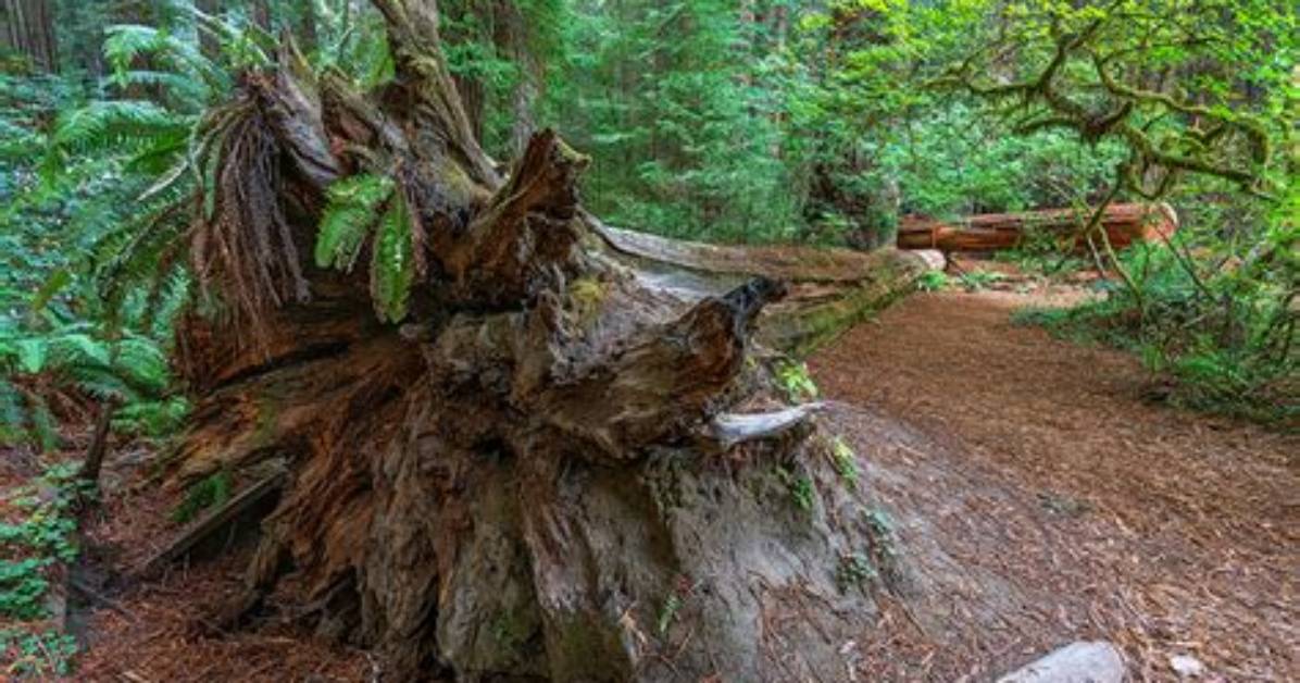 Can You Cut Redwood Tree Roots?