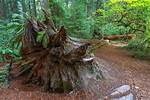 Can You Cut Redwood Tree Roots?