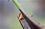 Can You Cut the Thorns off a Honey Locust Tree?