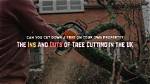 Can You Cut Trees on Your Property in Bc?