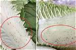 Can You Eat Cabbage with Black Spots