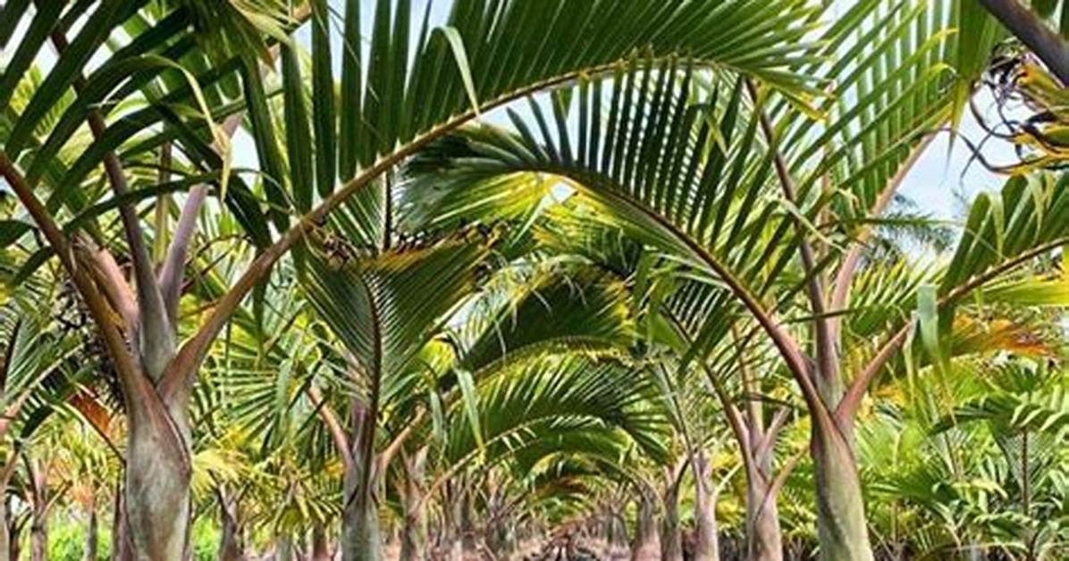 Can You Grow a Bottle Palm Indoors?