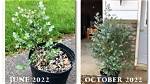 Can You Grow a Eucalyptus Tree in a Container?