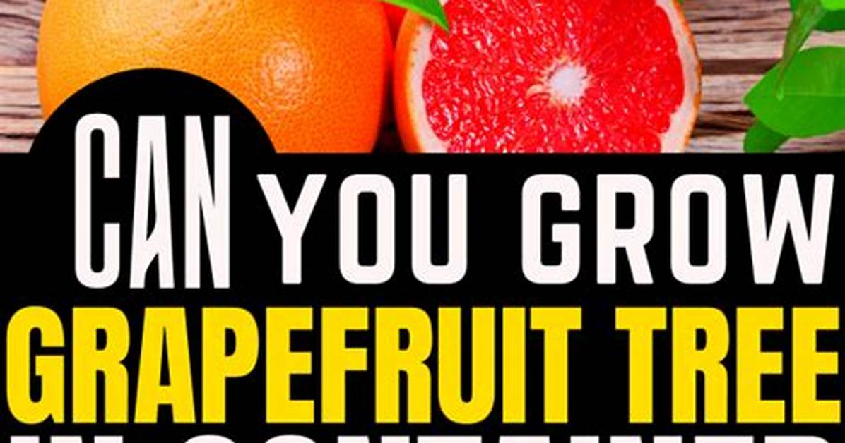 Can You Grow a Grapefruit Tree Indoors?