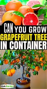 Can You Grow a Grapefruit Tree Indoors?