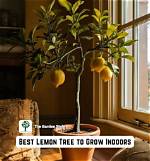 Can You Grow a Lemon Tree in a Barrel?