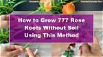 Can You Grow a Rose Without Soil?