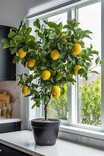 Can You Grow Eureka Lemons Indoors?