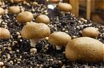 Can You Grow Mushrooms on Spent Grain?