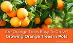 Can You Grow Orange Trees in Houston?