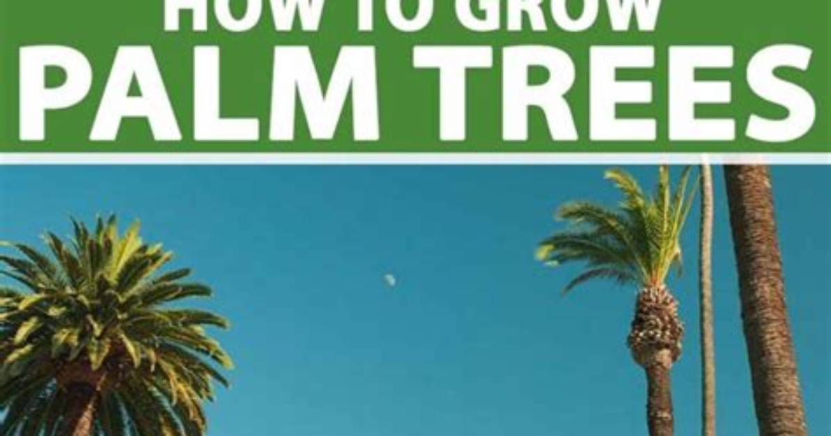 Can You Grow Palm Trees in Houston Texas?