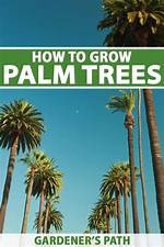 Can You Grow Palm Trees in Houston Texas?