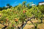 Can You Grow Peaches in the North?