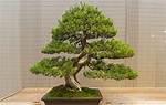 Can You Have a Juniper Bonsai Indoors?