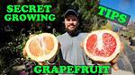 Can You Overwater a Grapefruit Tree?
