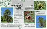 Can You Overwater a Ponderosa Pine?