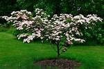 Can You Plant a Dogwood Tree in the Spring?