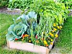 Can You Plant a Garden in a Rental?