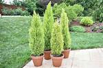 Can You Plant Cypress Near House?