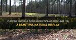Can You Plant Daffodils in the Woods?