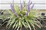 Can You Plant Liriope in the Winter?