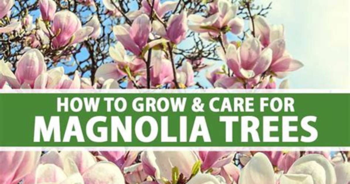 Can You Plant Magnolias in the Fall?