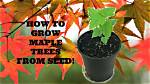 Can You Plant Maple Trees in the Spring?