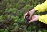 Can You Plant Pine Trees in March?