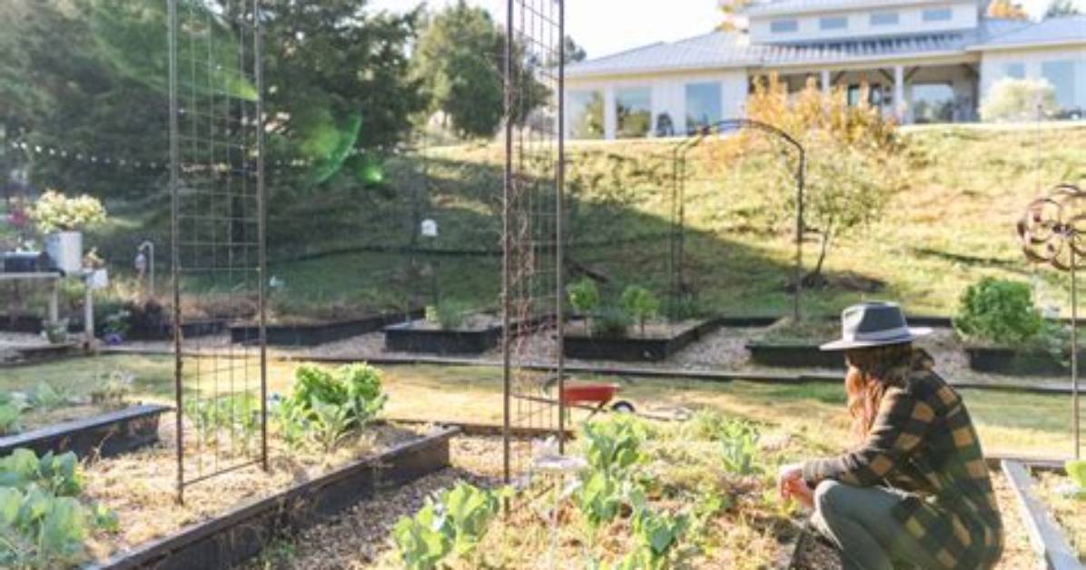 Can You Plant Pines in the Fall?