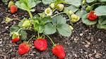 Can You Plant Strawberry Plants in Summer?