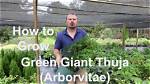 Can You Plant Thuja Green Giants in the Fall?