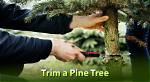 Can You Prune Austrian Pine?