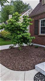Can You Relocate a Dogwood Tree?